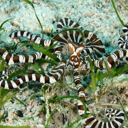 The Three P Beach Resort & Dive Center Agnay Экстерьер фото