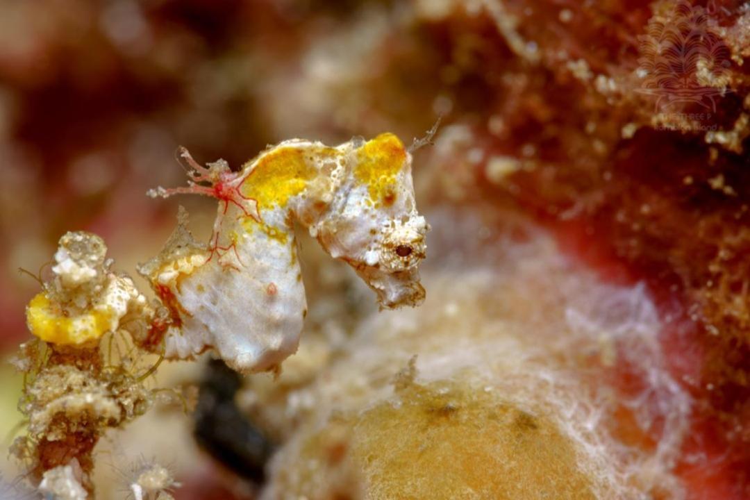 The Three P Beach Resort & Dive Center Agnay Экстерьер фото