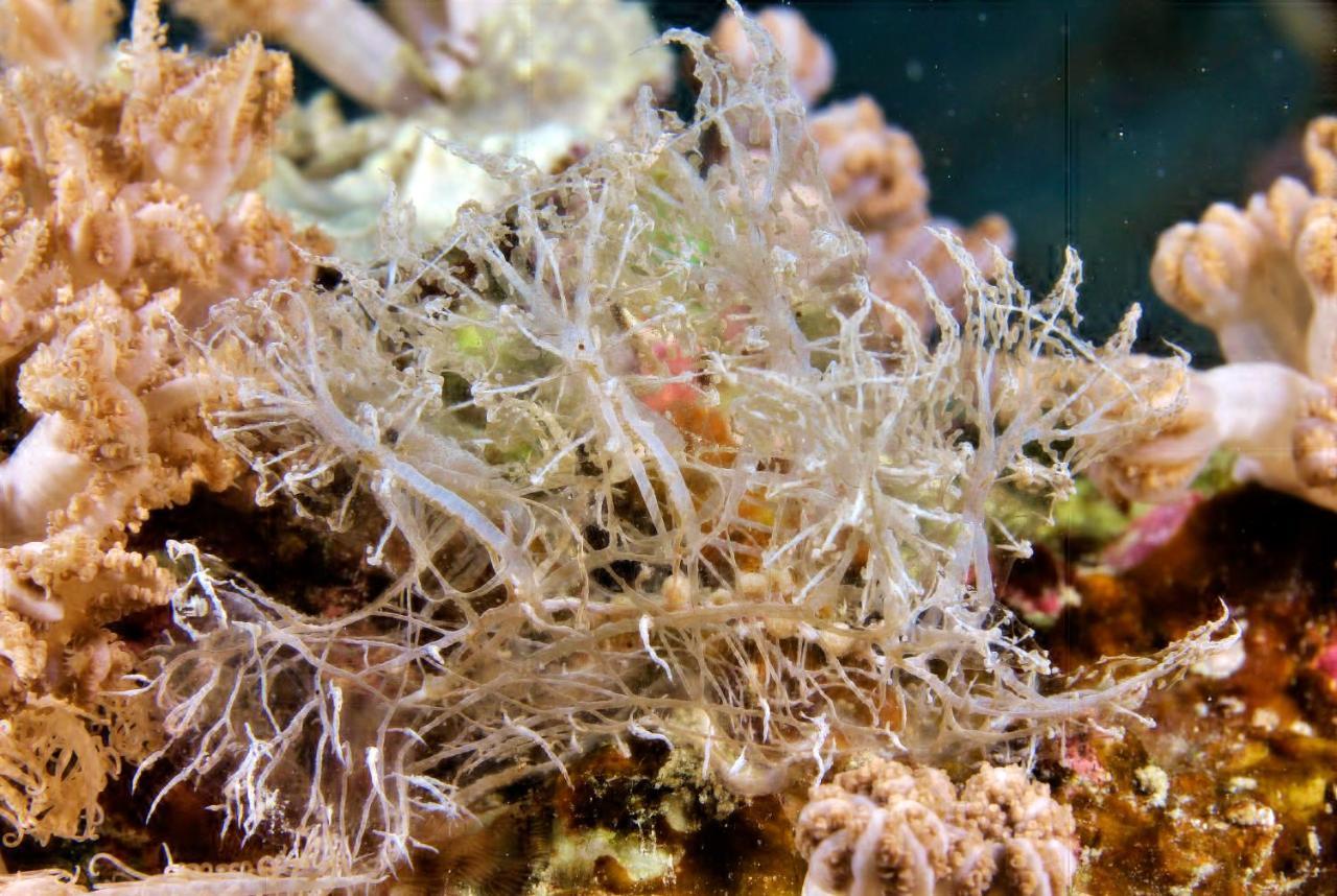 The Three P Beach Resort & Dive Center Agnay Экстерьер фото