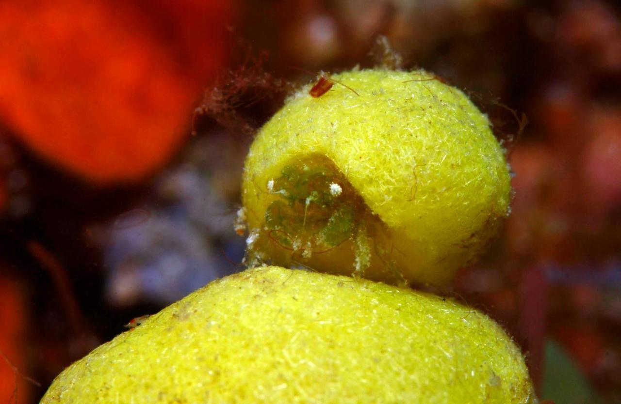 The Three P Beach Resort & Dive Center Agnay Экстерьер фото