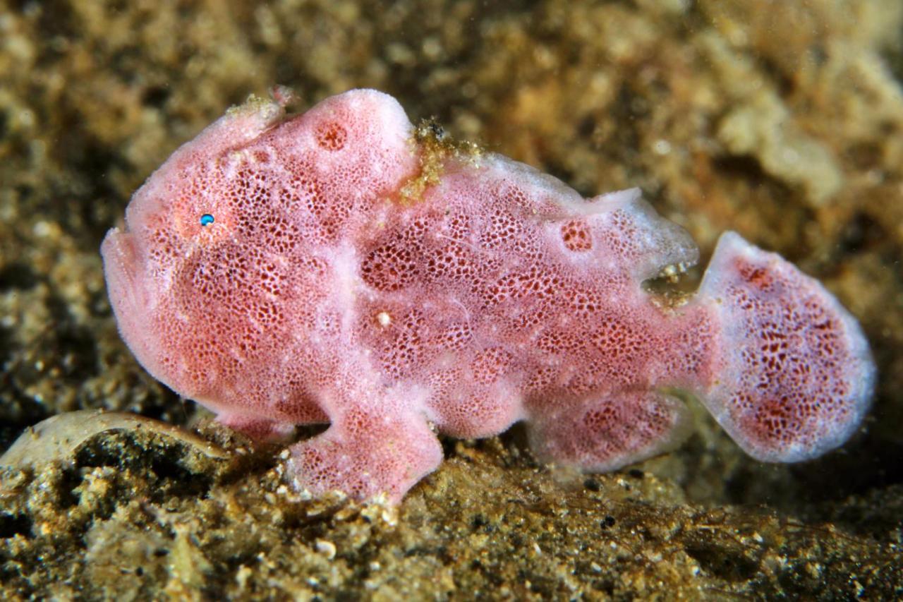 The Three P Beach Resort & Dive Center Agnay Экстерьер фото