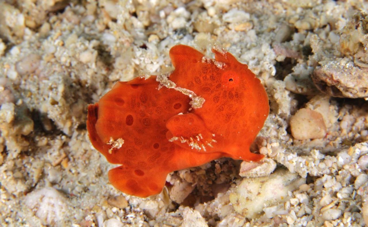 The Three P Beach Resort & Dive Center Agnay Экстерьер фото
