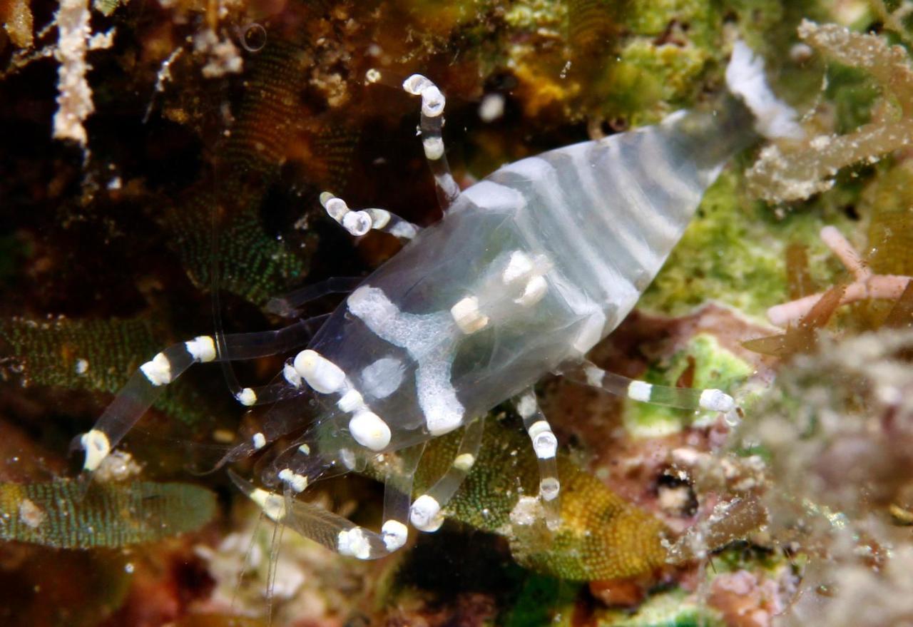 The Three P Beach Resort & Dive Center Agnay Экстерьер фото
