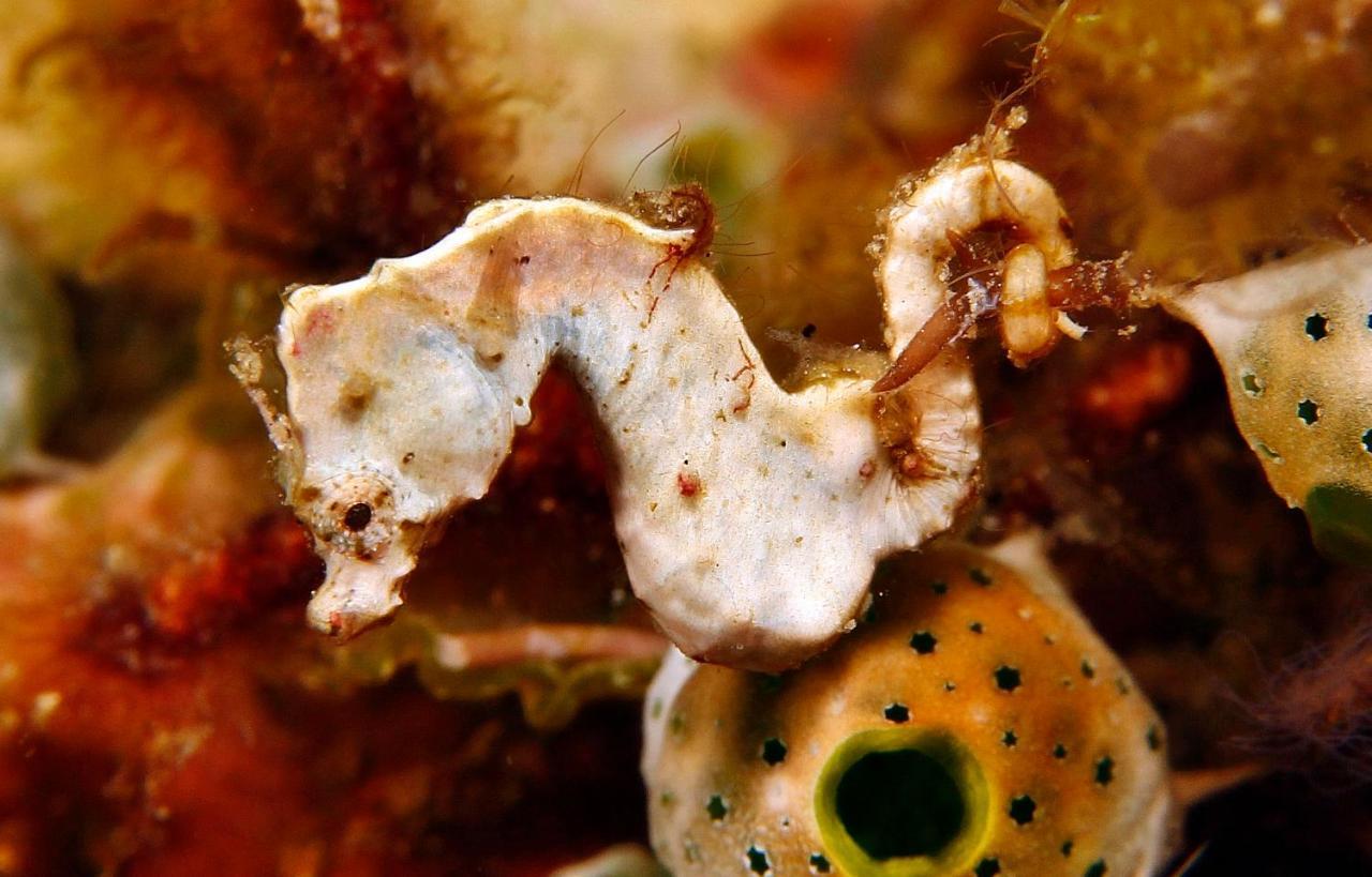 The Three P Beach Resort & Dive Center Agnay Экстерьер фото