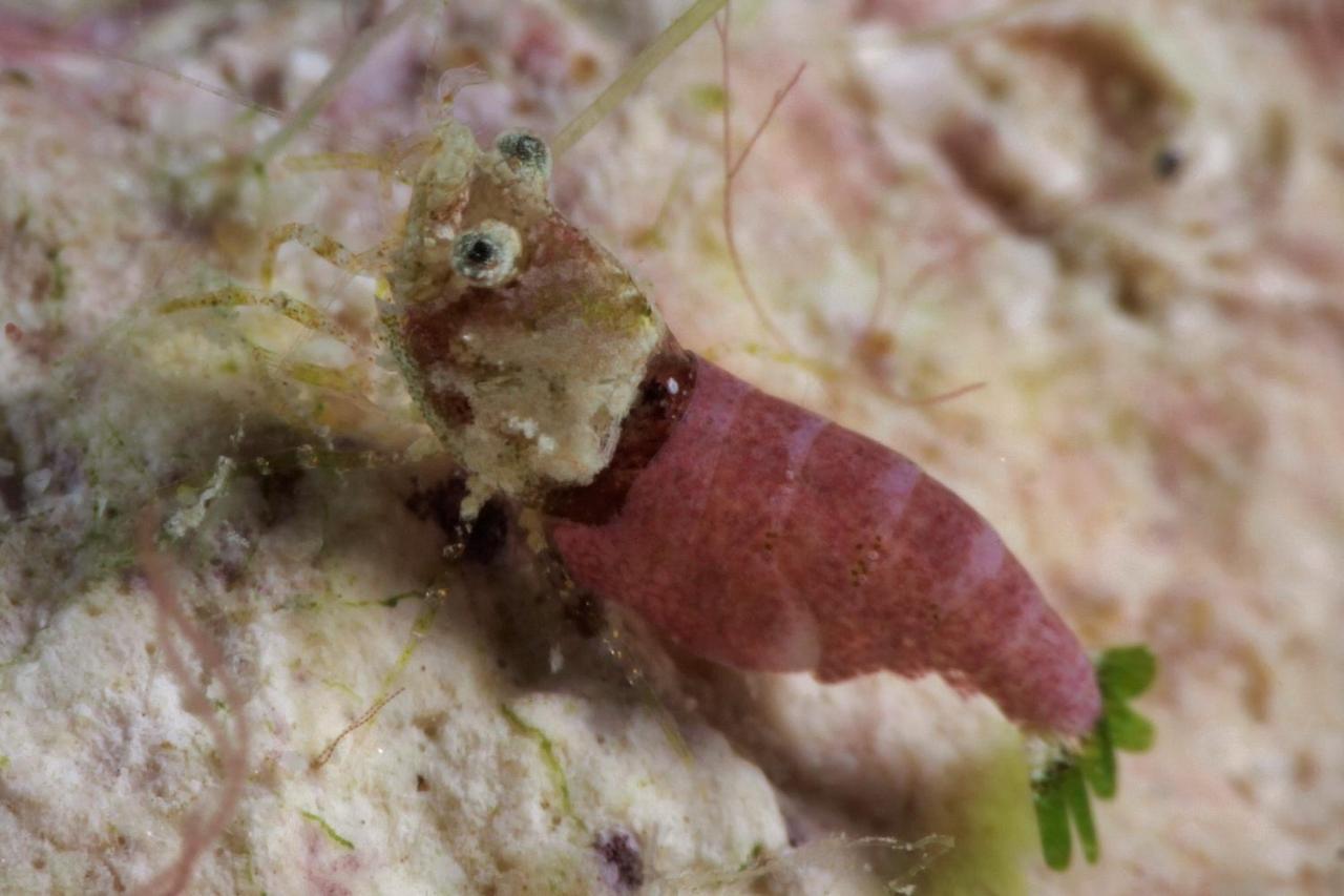 The Three P Beach Resort & Dive Center Agnay Экстерьер фото