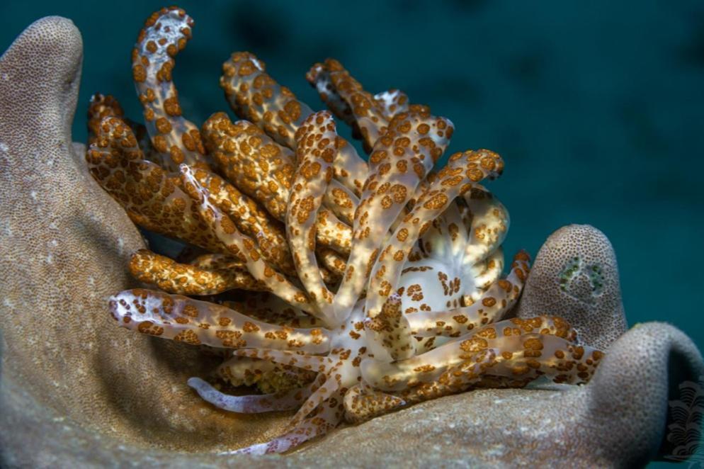 The Three P Beach Resort & Dive Center Agnay Экстерьер фото
