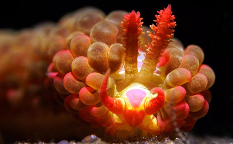 The Three P Beach Resort & Dive Center Agnay Экстерьер фото